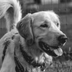Photo by The Studio Shannon: https://www.pexels.com/photo/golden-retriever-portrait-in-monochrome-outdoors-31027536/