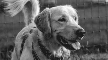 Photo by The Studio Shannon: https://www.pexels.com/photo/golden-retriever-portrait-in-monochrome-outdoors-31027536/