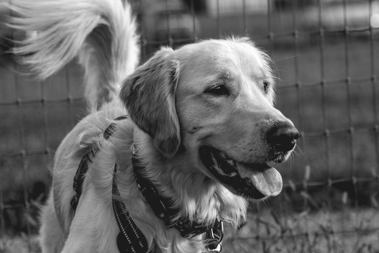 Photo by The Studio Shannon: https://www.pexels.com/photo/golden-retriever-portrait-in-monochrome-outdoors-31027536/